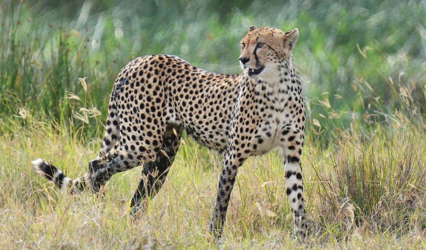 8 Days Tanzania Wildebeest Migration Safari — 1