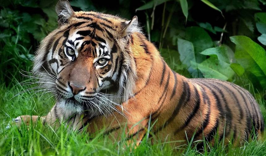 Triângulo Dourado com Safári de Vida Selvagem em Ranthambore e Varanasi com Hotéis 4 Estrelas — 1