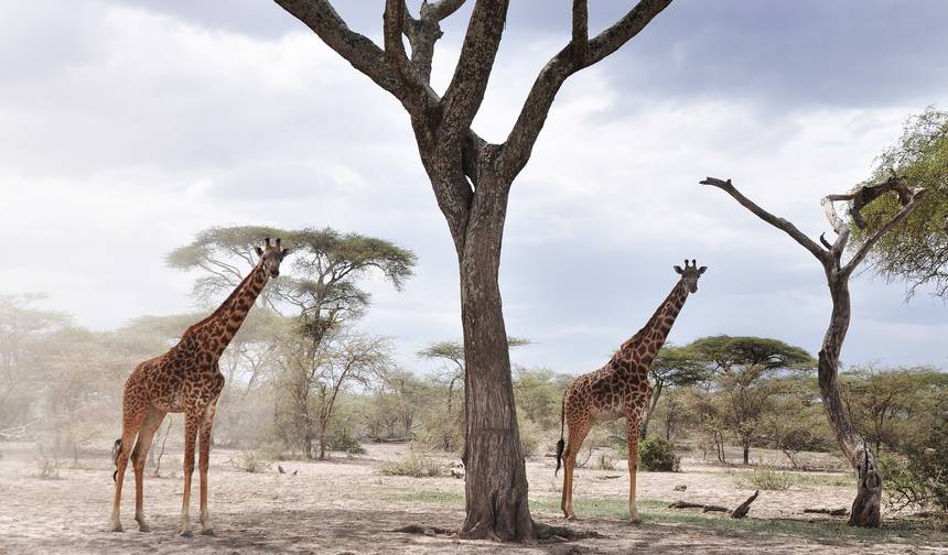 4-dniowe safari po Tanzanii — 1