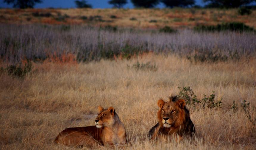 Liuwa, Kafue, Park Narodowy South Luangwa - Odkrywanie dzikiej przyrody Zambii — 1