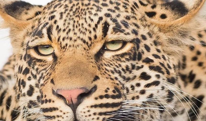 Luksusowe Safari w Parku Krugera i Trasa Panorama, Republika Południowej Afryki — 1