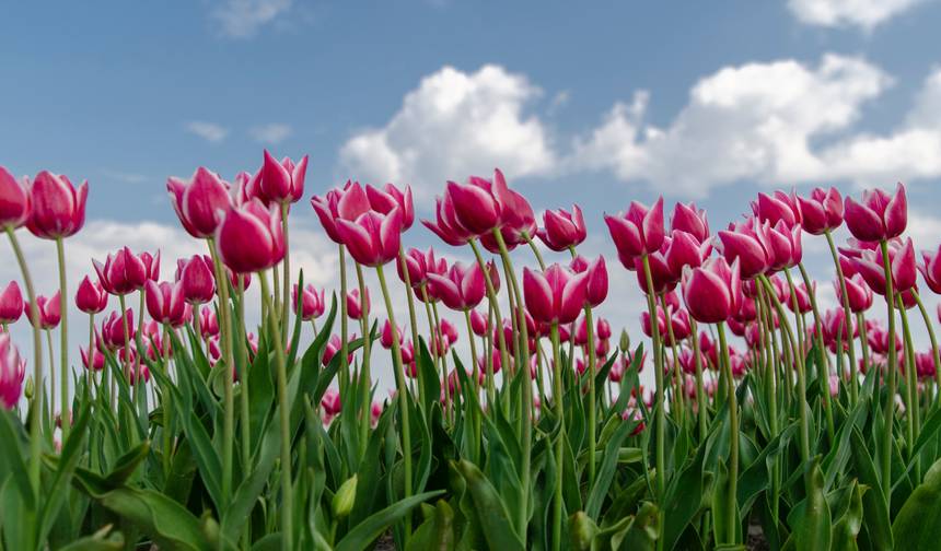 Passeio de Tulipas, Bicicleta e Barco na Holanda — 1