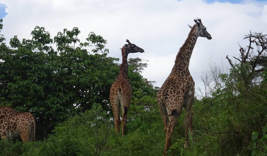 Safari de 3 Dias - Manyara / Ngorongoro / Tarangire — 1