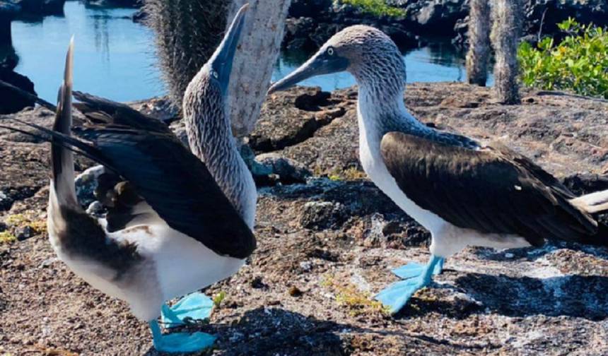 ガラパゴス諸島アイランドホッピングアドベンチャー – 6日間 野生動物と文化 — 1