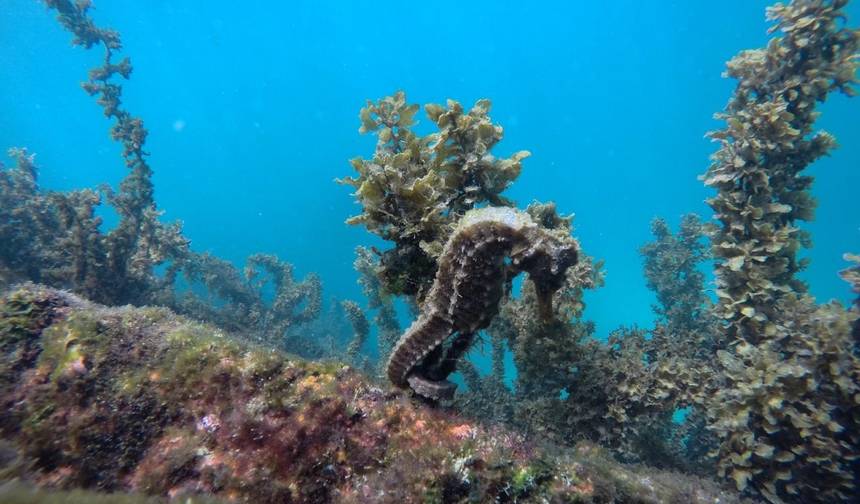 Excursão de 5 Dias de Ilha em Ilha em Galápagos: Santa Cruz e Isabela — 1