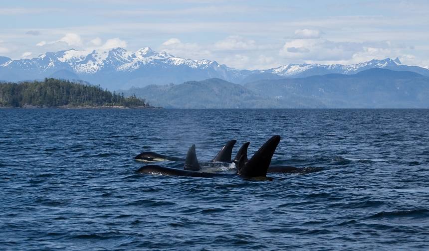 Passeio de Vida Selvagem: Orcas e Ursos-cinzentos — 1