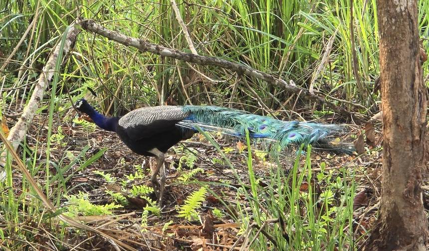 Safari na Selva de Chitwan — 1