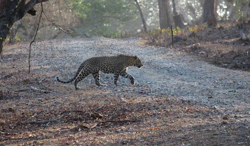 جولة المثلث الذهبي مع Ranthambore — 1