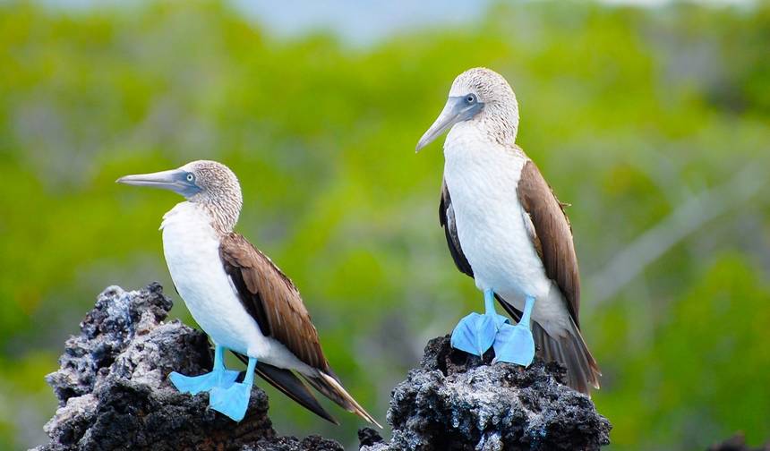 GALÁPAGOS – Salto de Ilhas com o Equador — 1