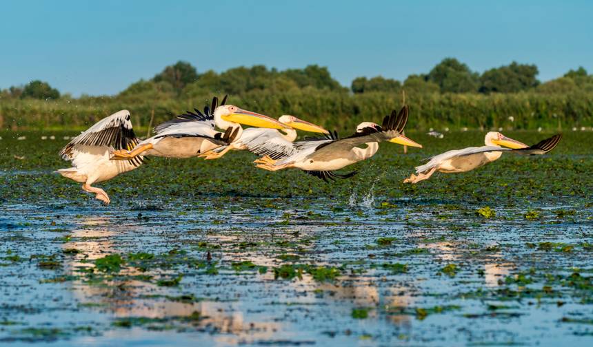 Excursão ao Delta do Danúbio saindo de Bucareste — 1