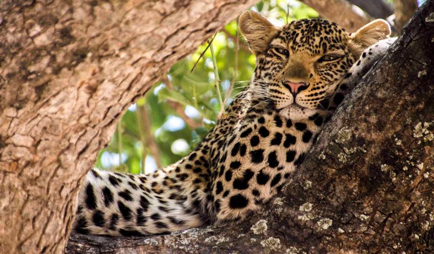 Park Narodowy Ruaha - 3 dni — 1