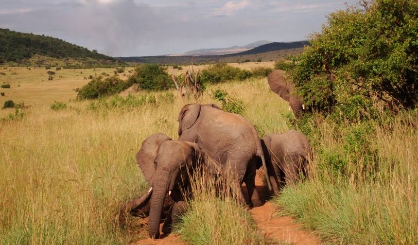 Safari de Luxo Premium de 3 Dias em Maasai Mara — 1