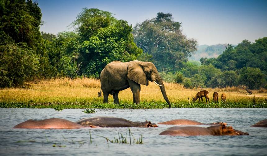 2 Dias de Safari de Vida Selvagem no Parque Nacional Murchison Falls — 1