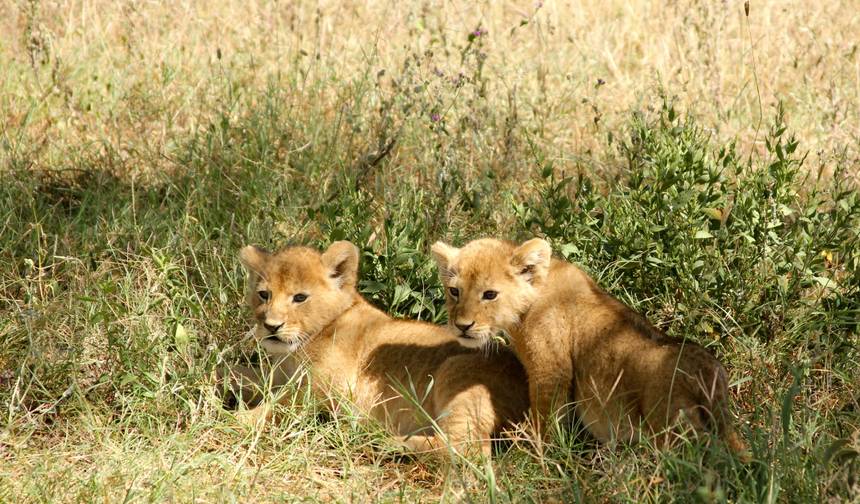 Safári na Tanzânia: Aventura em Selous e Dar Es Salaam — 1