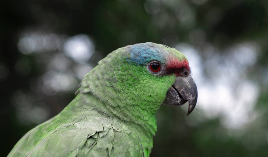 Dżungla Amazonii - 3 dni — 1