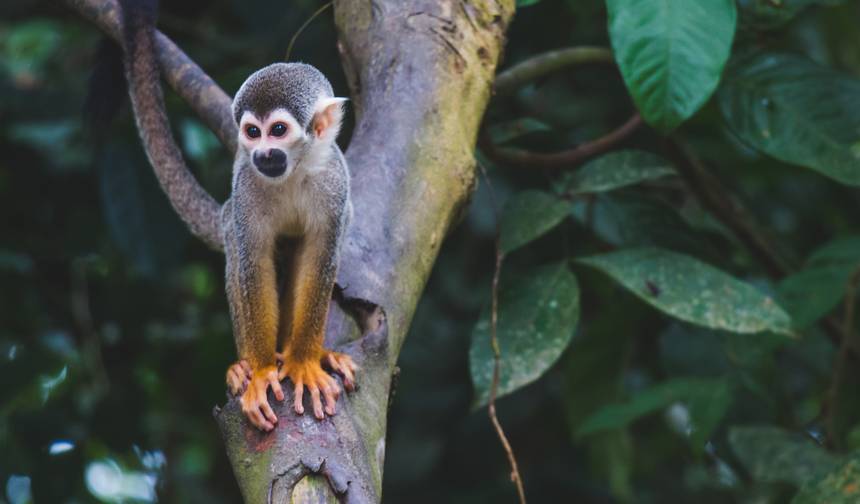 Amazon Jungle (Air-Conditioned) - 3 Days — 1