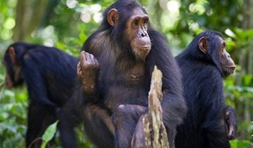 Safári de acampamento econômico no Parque Nacional de Gombe — 1