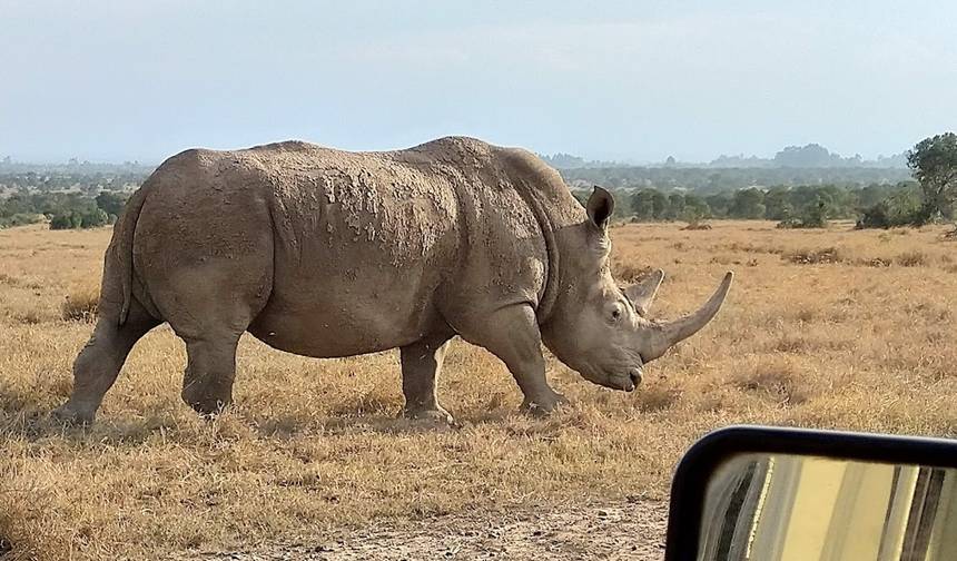 Safari de 3 Dias e 2 Noites para a Reserva Ol Pejeta saindo de Nairobi com traslado gratuito do aeroporto. — 1