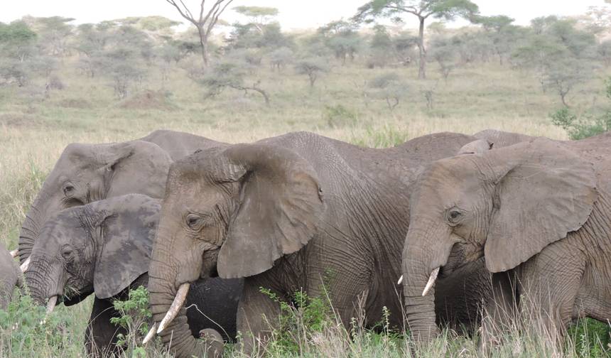 5 dni, 4 noce Kenia i Tanzania Prywatny pakiet safari kempingowego w przystępnej cenie z bezpłatnym odbiorem z lotniska. — 1