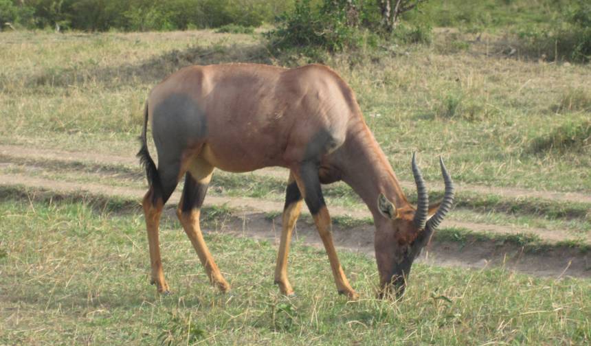 6 Days Tanzania Budget  Camping  Safari — 1