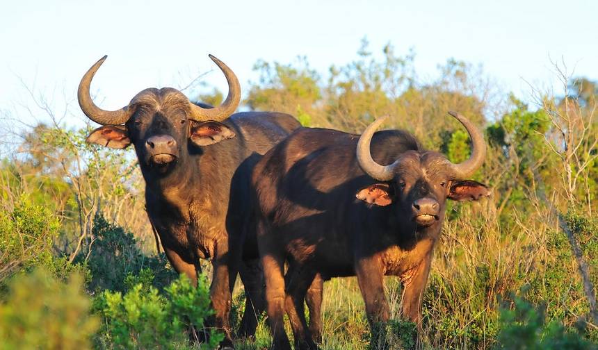 رحلة سفاري تخييم اقتصادية لمدة 5 أيام إلى Masai Mara، Lake Nakuru، Hell's Gate & Lake Naivasha — 1