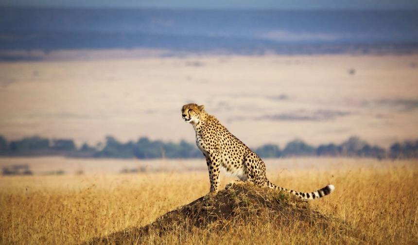 3-dniowe Klasyczne Safari Masai Mara - Oferta Loyk — 1