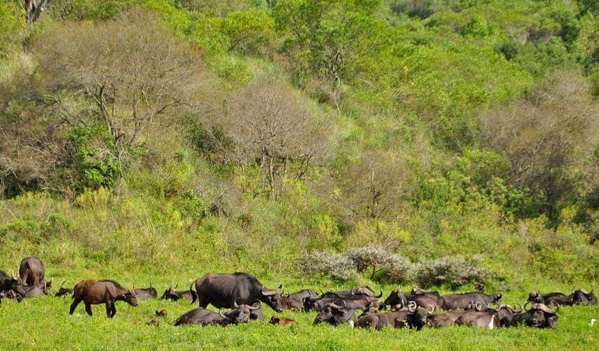 Safari de Acampamento em Grupo de 3 Dias na Tanzânia — 1
