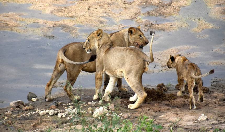 6 Dias, 5 Noites Safari Privado de Categoria Média na Tanzânia — 1
