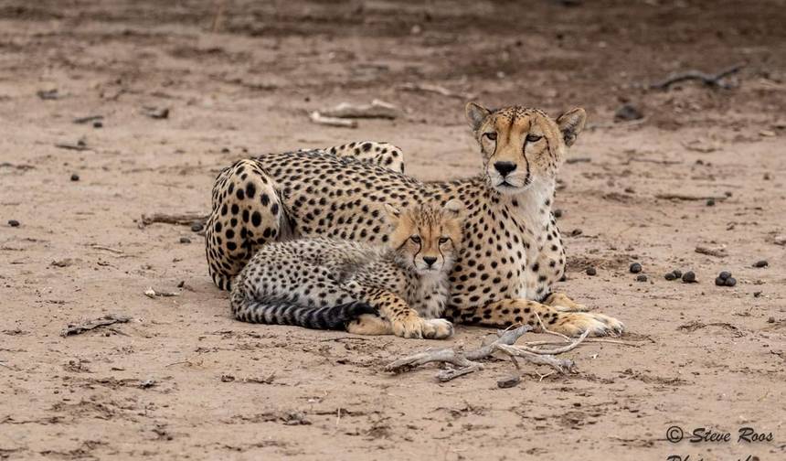 Safári Privado de Categoria Média de 5 Dias com duas noites no Serengeti — 1