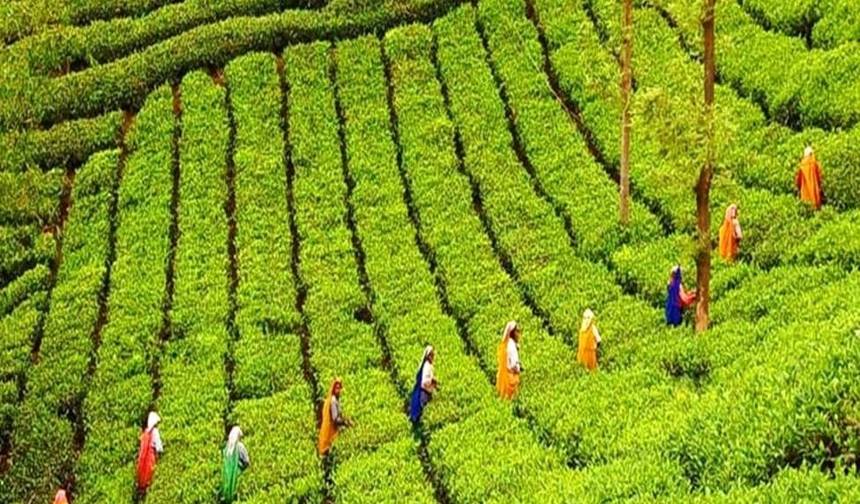 Kerala, a Beleza da Índia — 1