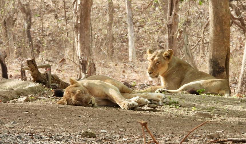 インド野生動物サファリ - ベンガルトラとアジアライオン — 1