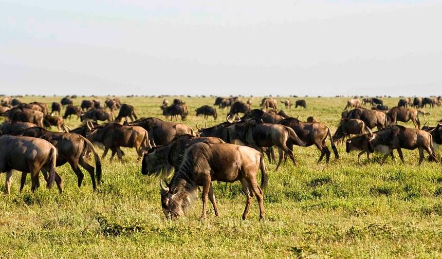 Safari de 8 Dias: The Mara Serengeti — 1
