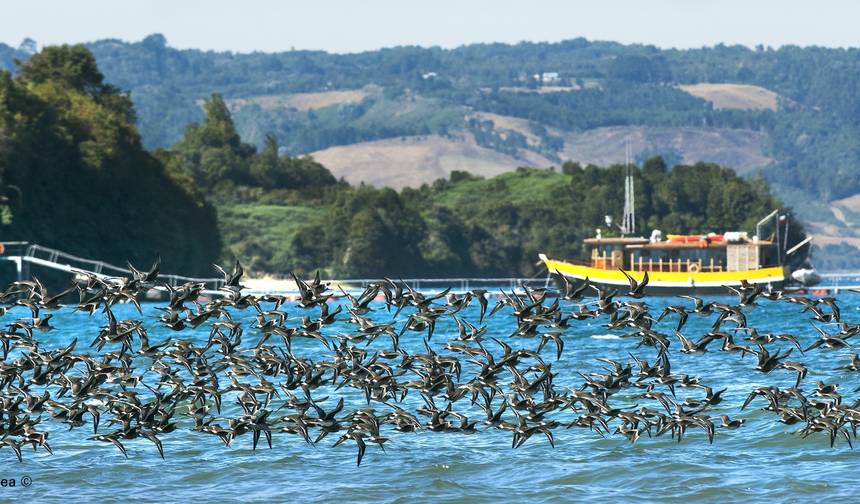 チリの湖水地方で唯一無二のセルフドライブ体験：プエルトバラス、チロエ、カウリン、カストロ、アンクド、フルティヤールを訪れる — 1