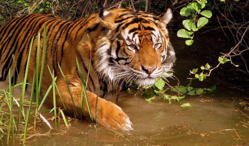 Excursão Triângulo Dourado com Safari de Vida Selvagem em Ranthambore saindo de Delhi — 1