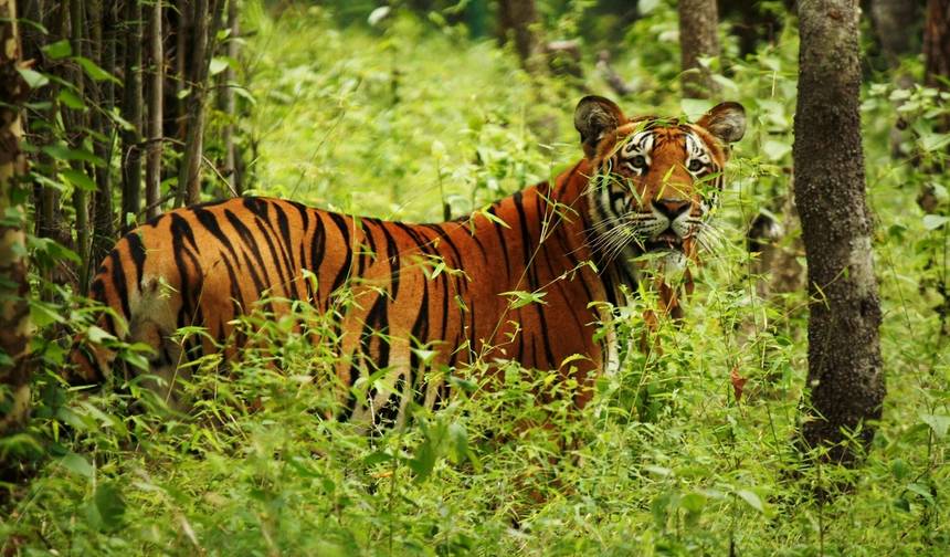 Chitwan Jungle Safari 2 noce 3 dni — 1