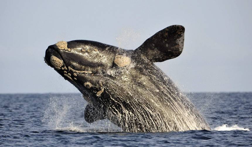 クジラ、ペンギン、氷河、そして世界の果て — 1