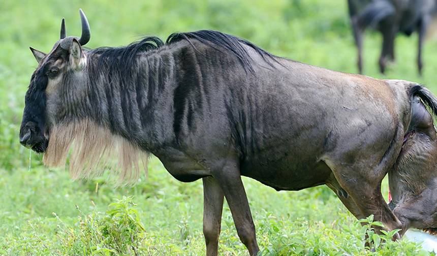 9 Days The Great Wildebeest Migration Calving Safari — 1
