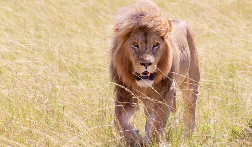 Safari Econômico de 3 Dias em Masai Mara — 1