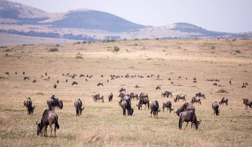 Safari Econômico de 4 Dias em Grupo para Maasai Mara — 1
