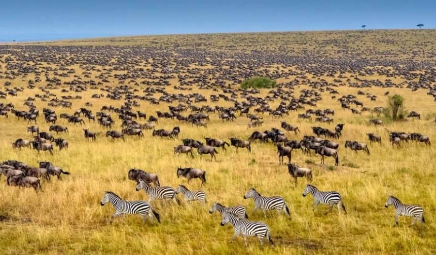 3-dniowe Safari Masai Mara w Sopa Lodge z Nairobi — 1