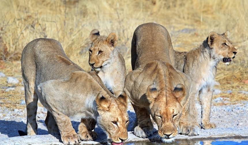 8 Dias: Sossusvlei, Swakop, Twyfelfontein e Parque Nacional Etosha (Acampamento) — 1