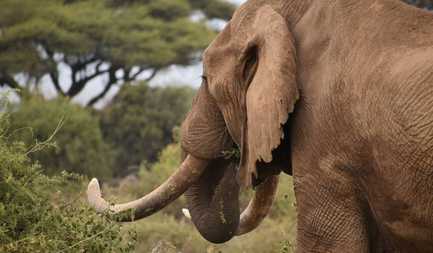 11-dniowe safari w Kenii i Tanzanii: mieszanka obozów budżetowych i luksusowych — 1