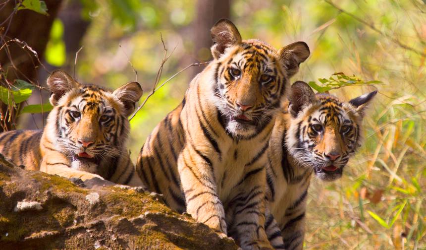 Z Delhi: Prywatna luksusowa wycieczka do Tadż Mahal z safari po dzikiej przyrodzie — 1