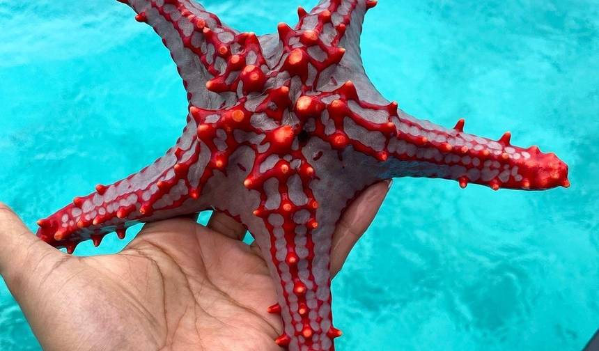 3-dniowa wycieczka plażowa na Zanzibarze — 1