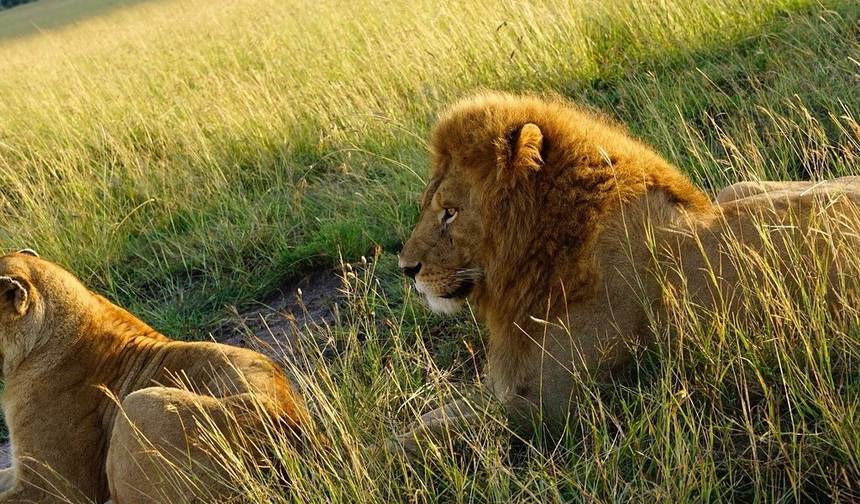 5 Dias Safari Costeiro em Amboseli, Tsavo Oeste e Tsavo Leste — 1