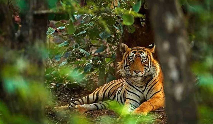 Circuito Triângulo Dourado com Ranthambore — 1