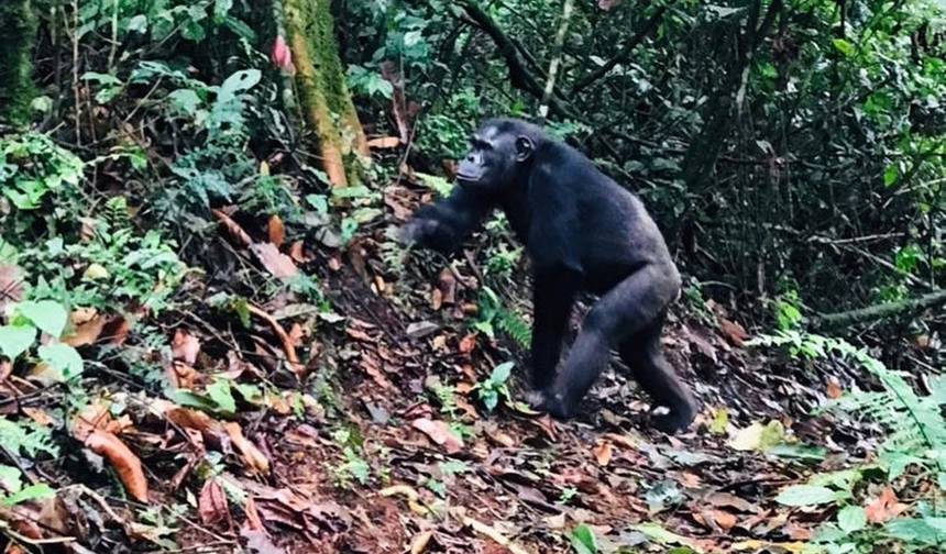 ルワンダのNyungwe Forestでチンパンジー追跡とキャノピーウォークを体験 (完全プライベート) — 1