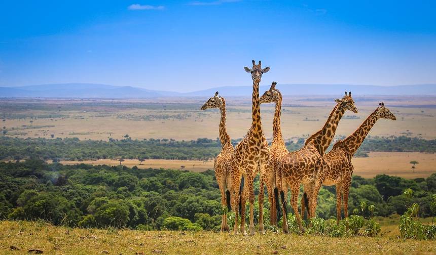 11-dniowe połączone safari dzikiej przyrody: Kenia i Tanzania — 1