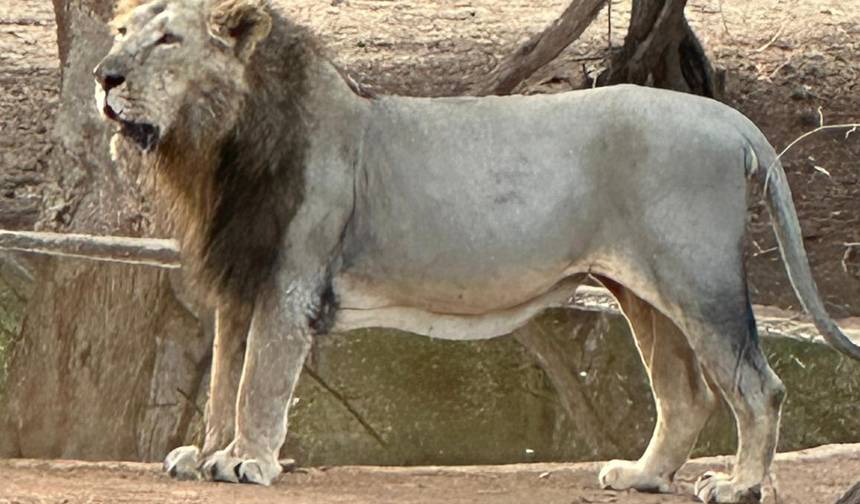 Tour do Triângulo Dourado com Leões Asiáticos e Safári de Tigres de Bengala — 1