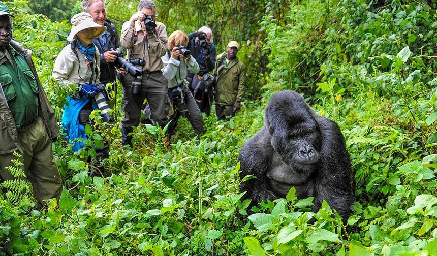 5 DIAS Experiência de Luxo de Trekking de Gorilas e Chimpanzés — 1